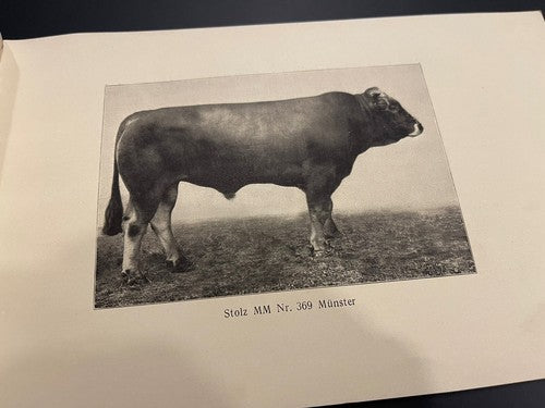 1920s Antique Schweizer Braunvieh The Swiss Brown Cattle Booklet Agricultural