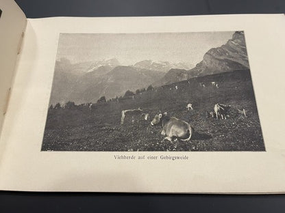 1920s Antique Schweizer Braunvieh The Swiss Brown Cattle Booklet Agricultural