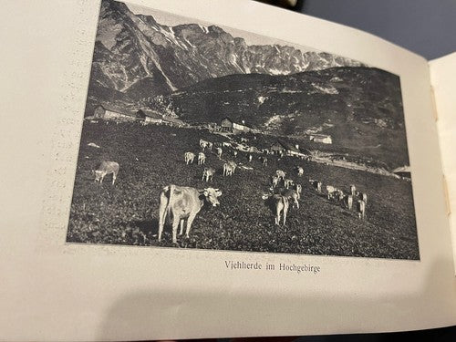 1920s Antique Schweizer Braunvieh The Swiss Brown Cattle Booklet Agricultural