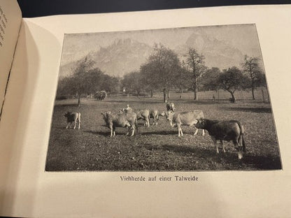 1920s Antique Schweizer Braunvieh The Swiss Brown Cattle Booklet Agricultural